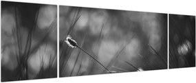 Obraz - Trawa łąkowa (170x50 cm)