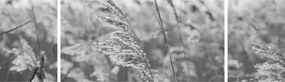 Obraz - Trawa na wietrze (170x50 cm)
