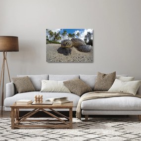 Obraz na szkle - żółw (70x50 cm)