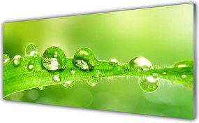 Panel Szklany Perlista Rosa Na Zielonym Liściu