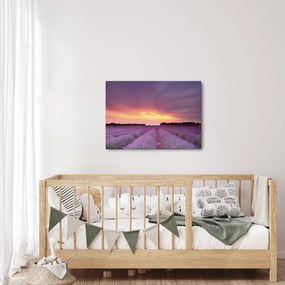 Obraz - Pole lawendy (70x50 cm)