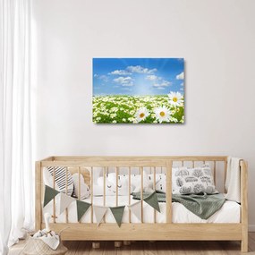 Obraz na szkle kwitnącej łąki ze stokrotkami (70x50 cm)