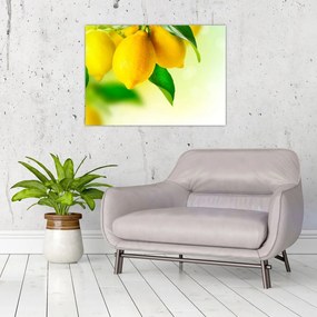 Obraz na szkle cytryn (70x50 cm)