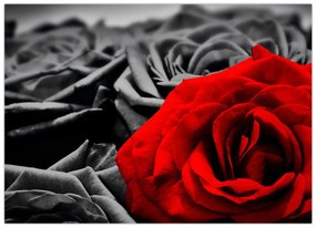 Obraz - Róże (70x50 cm)