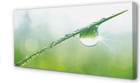 Obraz na płótnie Kropla Rosy na Trawie