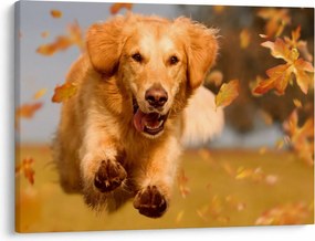 Obraz - Golden Retriever (70x50 cm)