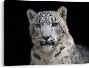 Obraz - Snow Leopard (70x50 cm)