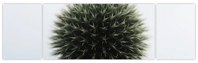 Obraz kuli kwiatowej (170x50 cm)