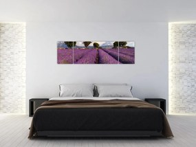Obraz - Pole lawendy i góry (170x50 cm)