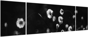 Obraz - Łąka z trawą bawełnianą N⁰1 (170x50 cm)