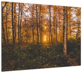 Obraz na szkle jesiennego lasu (70x50 cm)