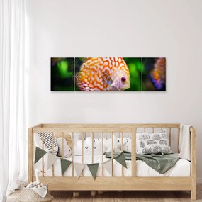 Obraz ryby (170x50 cm)