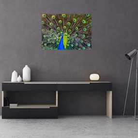 Obraz - Paw (70x50 cm)