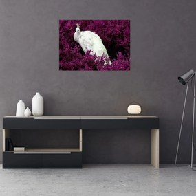 Obraz - Biały paw (70x50 cm)