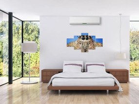 Obraz szczegółu pająka (125x70 cm)