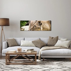 Obraz lwicy (z zegarem) (90x30 cm)