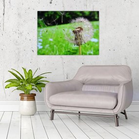Obraz na szkle dmuchawca (70x50 cm)