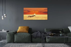 Obraz drukowany na płótnie Zebra na Polu o Zachodzie Słońca