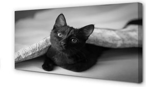 Obraz na płótnie Przytulny Kot pod Kołdrą