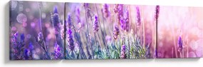 Obraz - Lawenda w słońcu (170x50 cm)