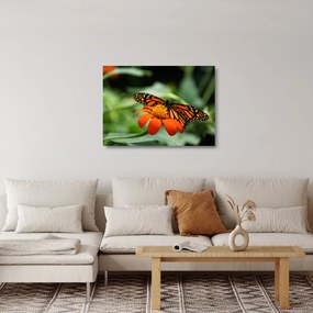 Obraz na szkle motyla na kwiatku (70x50 cm)