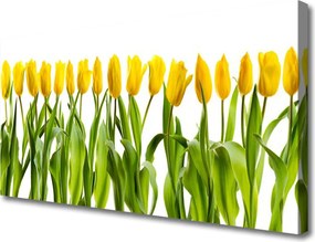 Obraz drukowany na płótnie Tęczowy Dywan Tulipanów