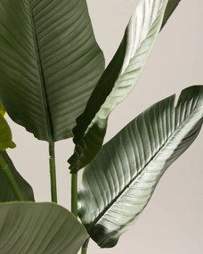 Strelicja w doniczce 130 cm