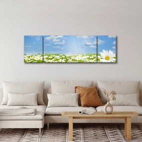 Obraz kwitnącej łąki ze stokrotkami (170x50 cm)