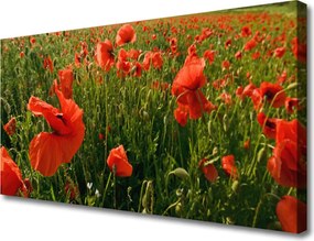 Obraz canvas Maki w Porannej Rosie