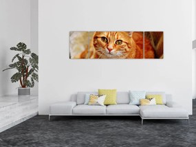 Obraz leżącego kota (170x50 cm)