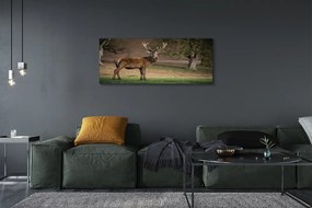 Obraz canvas na ścianę Samotny Jeleń na Polu