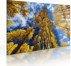 Obraz na szkle - Aspen (70x50 cm)