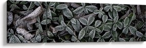 Obraz - Zamrożone rośliny (170x50 cm)