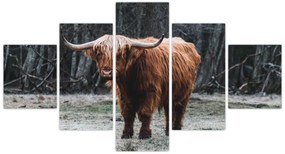 Obraz - Szkocka krowa 2 (125x70 cm)