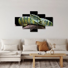 Obraz - Grzechotnik Waglera (125x70 cm)