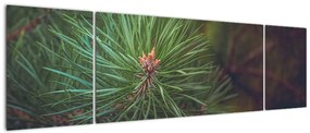 Obraz - Detal sosny (170x50 cm)