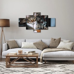 Obraz kota (125x70 cm)