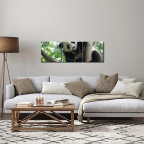 Obraz - Panda na drzewie (z zegarem) (90x30 cm)