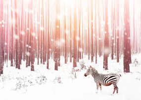 Obraz na szkle - Zebra w śnieżnym lesie (70x50 cm)