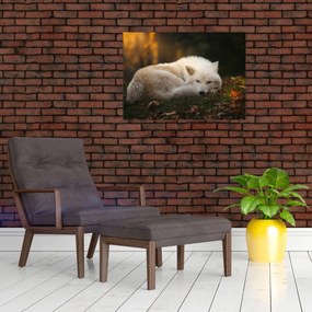 Obraz na szkle - Odpoczywający wilk (70x50 cm)