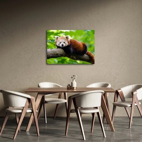 Obraz pandy czerwonej (70x50 cm)