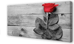Obraz na płótnie Pojedyncza Czerwona Róża