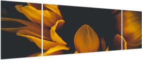 Obraz - Słoneczniki na czarnym tle (170x50 cm)
