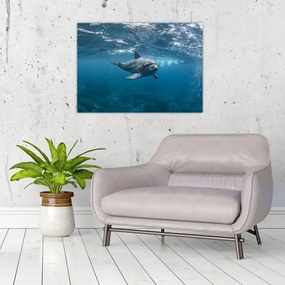 Obraz - Delfin pod wodą (70x50 cm)