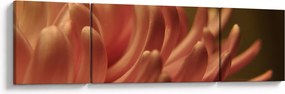Obraz szczegółów kwiatu (170x50 cm)