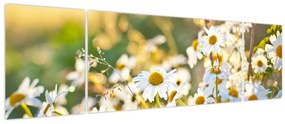 Obraz - Stokrotki (170x50 cm)