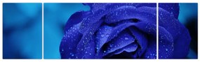 Obraz niebieskiej róży (170x50 cm)