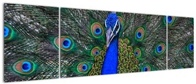 Obraz - Paw (170x50 cm)