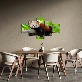 Obraz pandy czerwonej (125x70 cm)