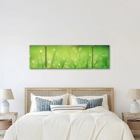 Obraz - rosa na trawie (170x50 cm)